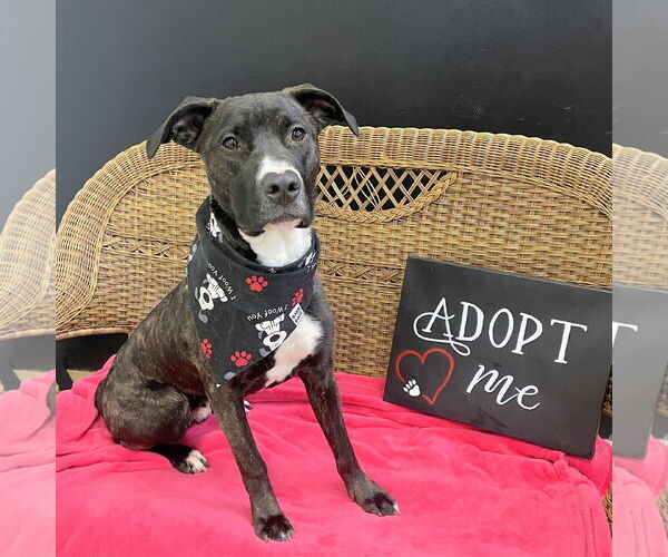 Medium Photo #1 Mutt Puppy For Sale in Rockaway, NJ, USA