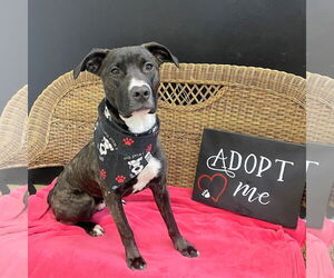 Mutt Dogs for adoption in Rockaway, NJ, USA