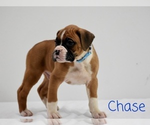 Boxer Puppy for sale in SHIPSHEWANA, IN, USA
