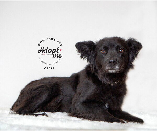 Medium Photo #1 Mutt Puppy For Sale in Salt Lake City, UT, USA