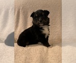 Puppy Xaden Australian Shepherd