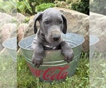 Small #3 Great Dane