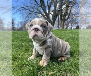 Medium English Bulldog