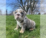 Puppy Hope English Bulldog