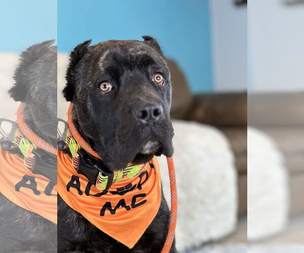 Medium Photo #2 Mutt Puppy For Sale in Goodyear, AZ, USA