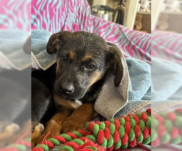 Medium Photo #3 German Shepherd Dog-Unknown Mix Puppy For Sale in Hinton, WV, USA