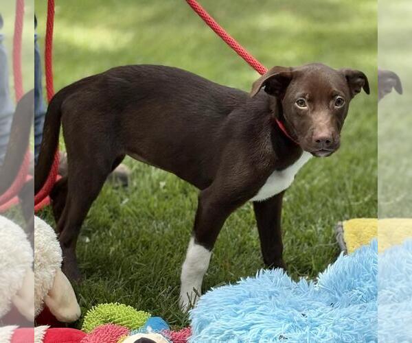 Medium Photo #2 Labrador Retriever-Unknown Mix Puppy For Sale in Yardley, PA, USA