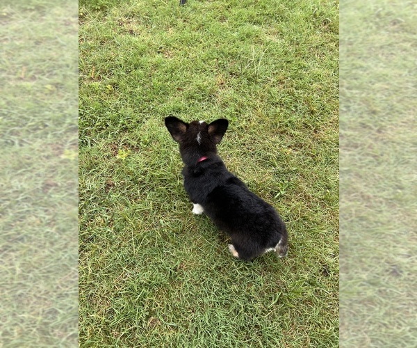 Medium Photo #2 Pembroke Welsh Corgi Puppy For Sale in COMANCHE, TX, USA