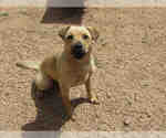 Small Black Mouth Cur-Labrador Retriever Mix