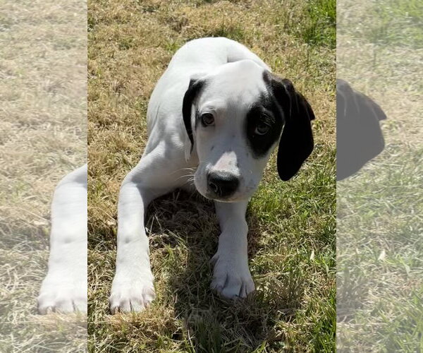 Medium Photo #4 Mutt Puppy For Sale in Holly Springs, NC, USA