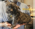 Puppy Woody Cairn Terrier