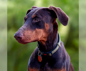 Mother of the Cane Corso-Doberman Pinscher Mix puppies born on 05/26/2023