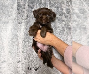 Medium Shorkie Tzu