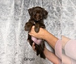 Puppy Ginger Shorkie Tzu