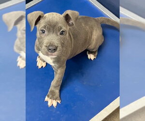 Mutt Dogs for adoption in Sterling, MA, USA