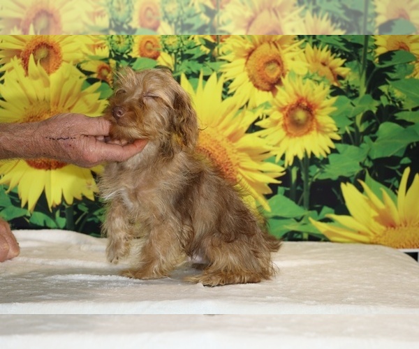 Medium Photo #7 Yorkiepoo mix (+ Poodle Toy) Puppy For Sale in DYERSBURG, TN, USA