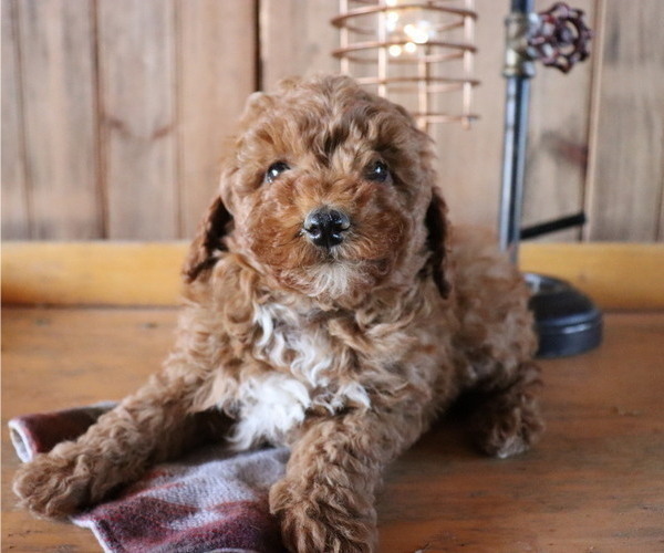 Medium Photo #5 Poodle (Toy) Puppy For Sale in HONEY BROOK, PA, USA