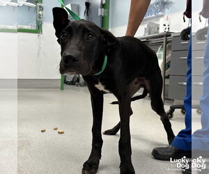 Great Dane-Labrador Retriever Mix Dogs for adoption in Washington, DC, USA
