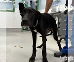 Small Great Dane-Labrador Retriever Mix