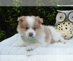 Small Photo #2 Pomeranian Puppy For Sale in HONEY BROOK, PA, USA