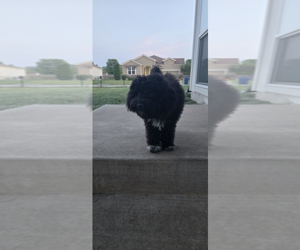 Medium Photo #3 Poovanese Puppy For Sale in LEES SUMMIT, MO, USA