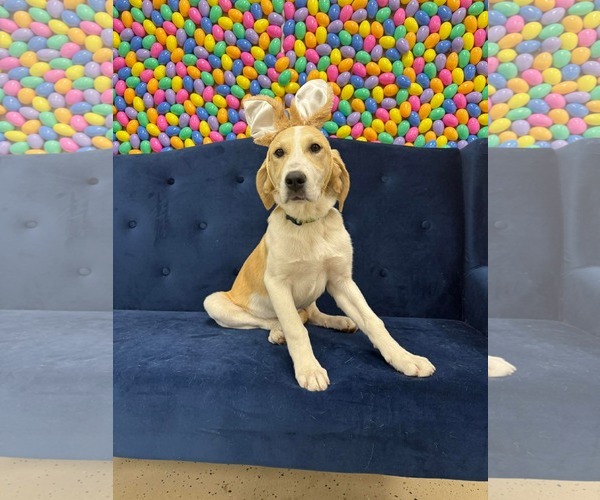 Medium Photo #2 Mutt Puppy For Sale in Overland Park, KS, USA