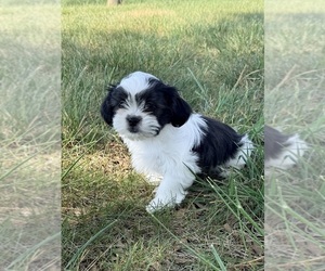 Medium Shih Tzu