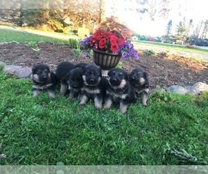 German Shepherd Dog Puppy for sale in CURTISS, WI, USA