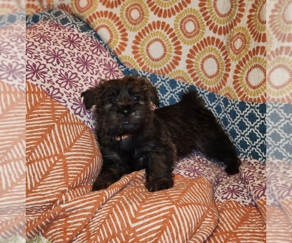 Medium Photo #3 Cairn Terrier Puppy For Sale in METHUEN, MA, USA