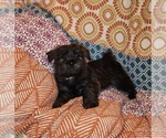 Small Photo #3 Cairn Terrier Puppy For Sale in METHUEN, MA, USA