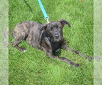 Small #4 Holland Shepherd Mix