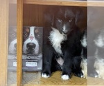 Puppy Jasmine Miniature Australian Shepherd