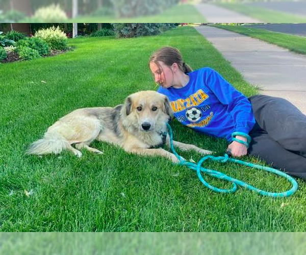 Medium Photo #10 Golden Retriever-Unknown Mix Puppy For Sale in Brooklyn Center, MN, USA