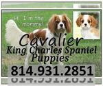 Small Photo #1 Cavalier King Charles Spaniel Puppy For Sale in WILLIAMSBURG, PA, USA