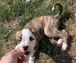 Small #3 American Bully-Boxer Mix