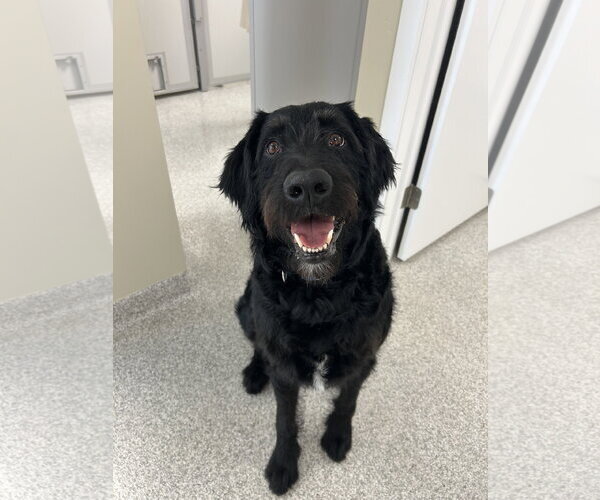Medium Photo #4 Labradoodle Puppy For Sale in Lancaster, PA, USA