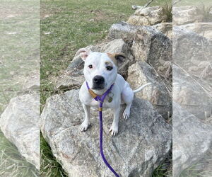 Olive Mini Pittie - Female Mutt Dog for Adoption - Photo #5