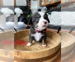Puppy Puppy 5 Miniature Australian Shepherd
