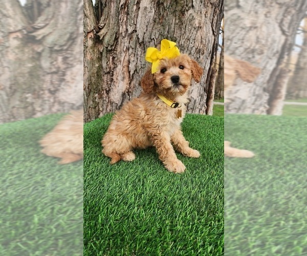 Medium Photo #1 Goldendoodle (Miniature) Puppy For Sale in INDIANAPOLIS, IN, USA