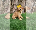 Image preview for Ad Listing. Nickname: Maggie mini