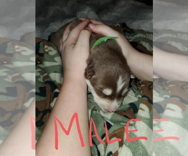 Medium Photo #7 Siberian Husky Puppy For Sale in SALEM, OR, USA