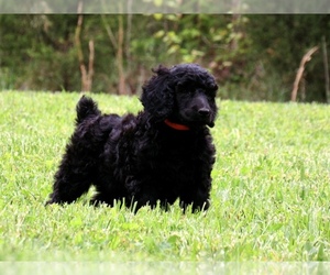 Poodle (Standard) Puppy for sale in MOUNT CARMEL, TN, USA