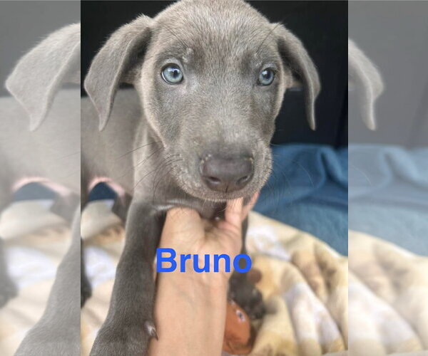 Medium Photo #2 Labrador Retriever-Unknown Mix Puppy For Sale in Fort Worth, TX, USA