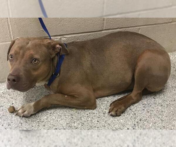 Medium Photo #1 American Pit Bull Terrier-Unknown Mix Puppy For Sale in Conroe, TX, USA
