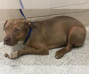 American Pit Bull Terrier-Unknown Mix Dogs for adoption in Conroe, TX, USA