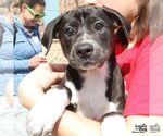 Small #3 Labrador Retriever Mix
