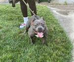 Small Photo #1 American Bully Puppy For Sale in UPPER MARLBORO, MD, USA