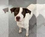 Charlie - Male Labrador Retriever-Unknown Mix Dog for Adoption - Small photo