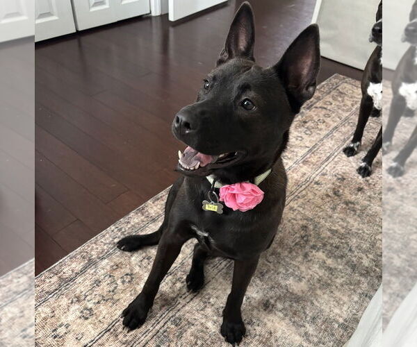 Medium Photo #27 Mutt Puppy For Sale in Boston, MA, USA