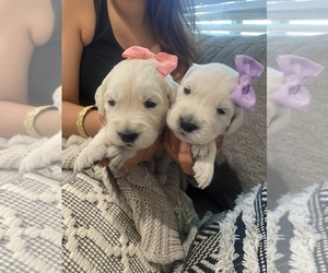 English Cream Golden Retriever Puppy for sale in VACAVILLE, CA, USA